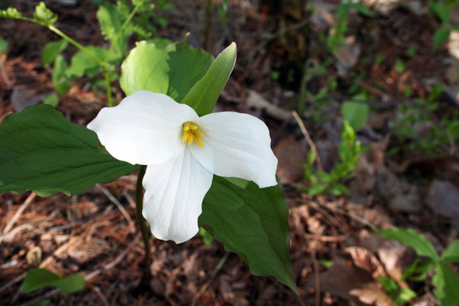 Ontario Recruiting First Chief Scientist - Government of Ontario News